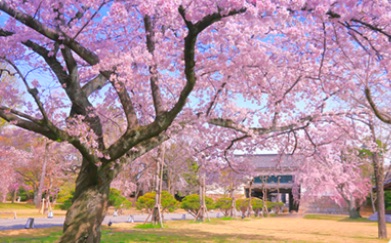 終了　京都の旅〜桜を楽しむ会（4月1-2日)